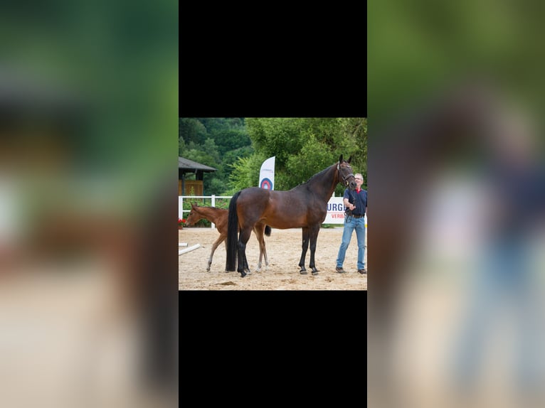 Duits sportpaard Merrie Veulen (06/2025) Bruin in M&#xFC;nzenberg