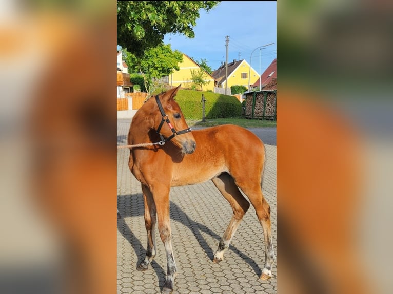 Duits sportpaard Merrie Veulen (03/2026) Bruin in Ehingen am Ries