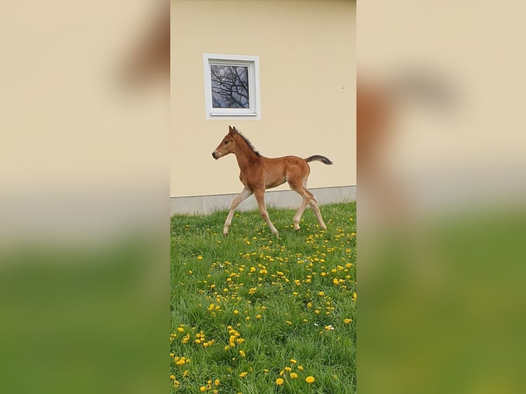 Duits sportpaard Merrie Veulen (03/2026) Bruin in Ehingen am Ries