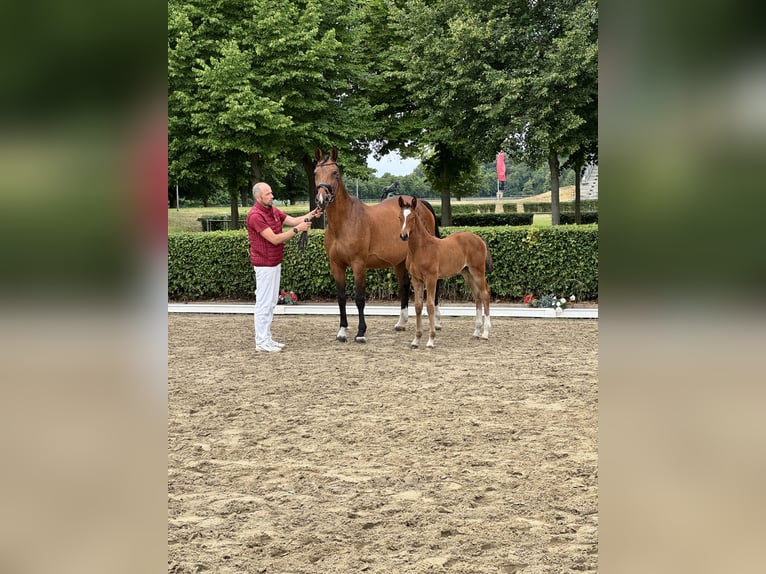 Duits sportpaard Merrie Veulen (04/2026) Bruin in Damm