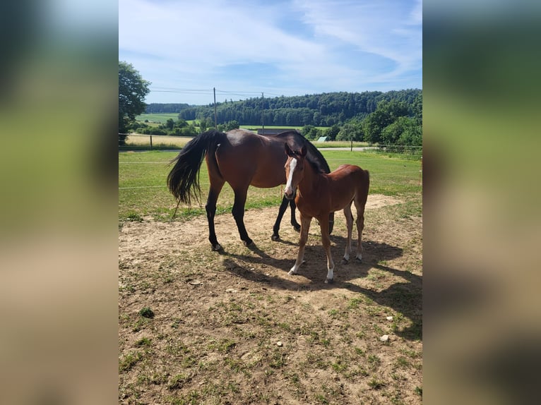 Duits sportpaard Merrie Veulen (04/2026) Bruin in Giengen an der Brenz