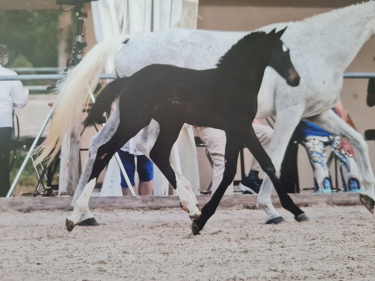 Duits sportpaard Merrie Veulen (05/2026) kan schimmel zijn in Westerheim