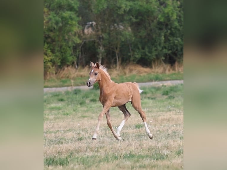Duits sportpaard Merrie Veulen (06/2026) Palomino in Sarrebourg