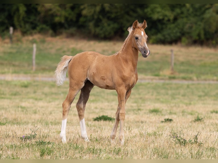 Duits sportpaard Merrie Veulen (06/2026) Palomino in Sarrebourg