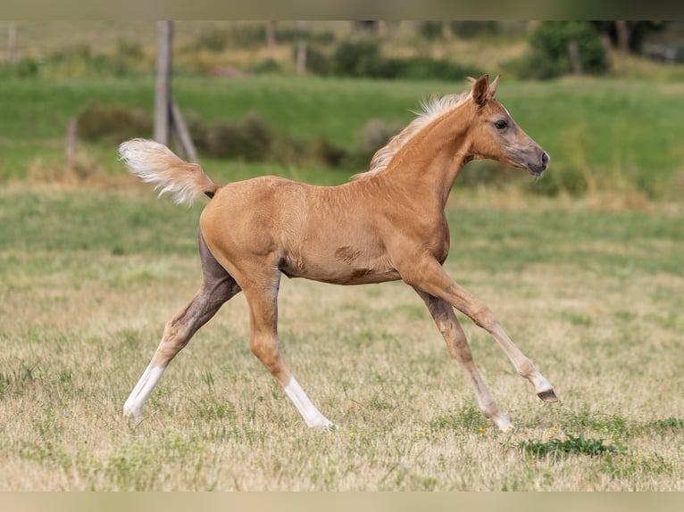 Duits sportpaard Merrie Veulen (06/2026) Palomino in Sarrebourg