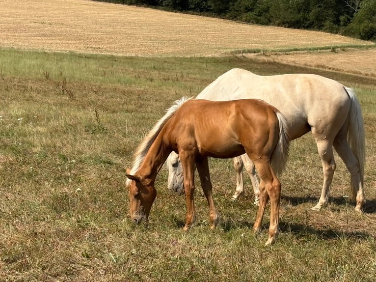Duits sportpaard Merrie Veulen (02/2026) Palomino in Heistenbach
