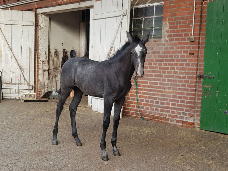 Duits sportpaard Merrie Veulen (01/2026) Schimmel in Gardelegen