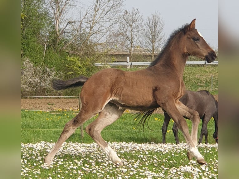 Duits sportpaard Merrie veulen (02/2024) in Dettingen an der Iller