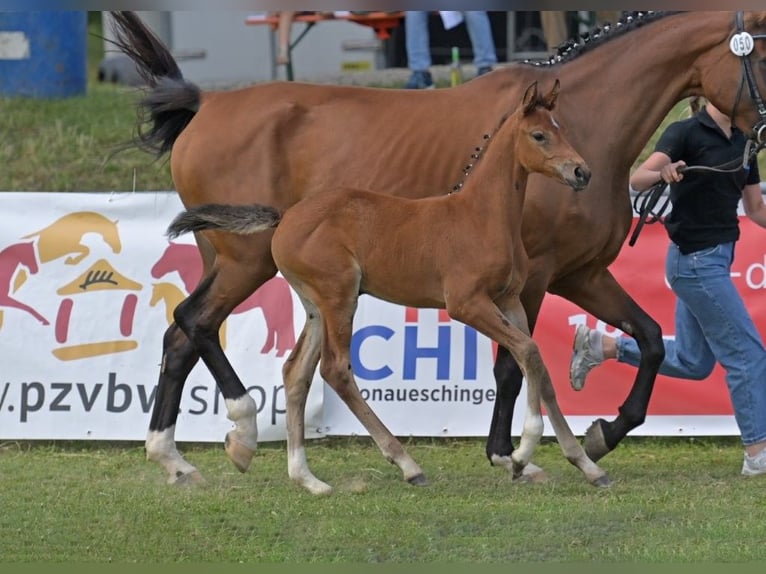 Duits sportpaard Merrie Veulen (06/2025) in Fronhofen