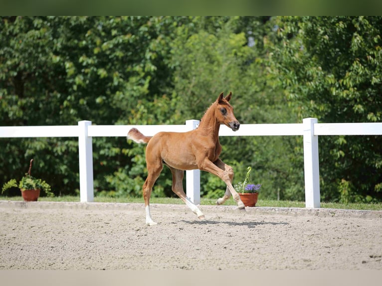 Duits sportpaard Merrie veulen (04/2024) Vos in Moritzburg