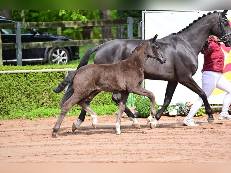 Duits sportpaard Merrie veulen (01/2024) Zwart in Goldbeck