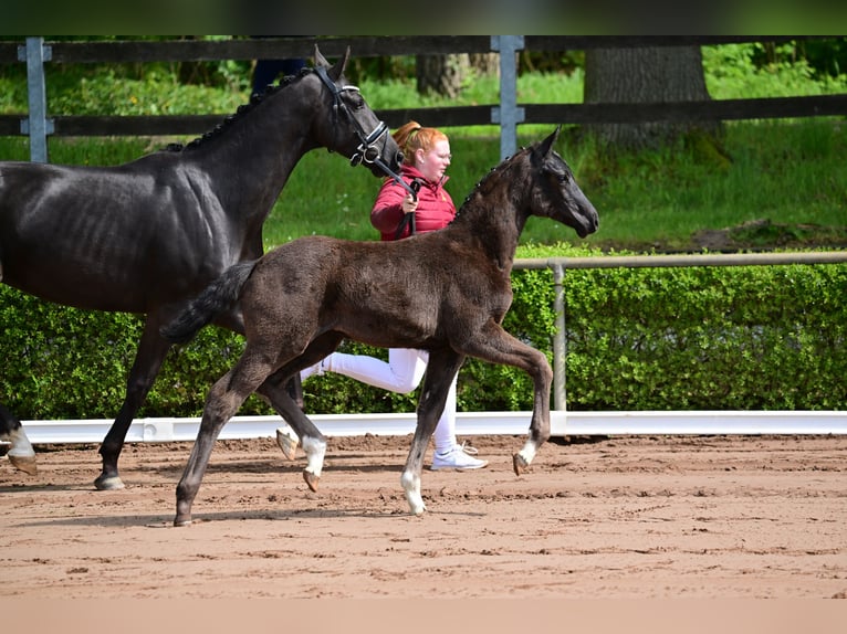 Duits sportpaard Merrie veulen (01/2024) Zwart in Goldbeck