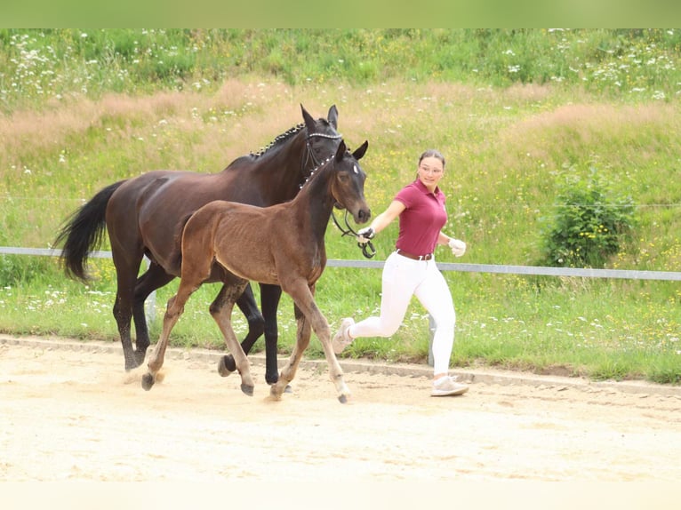 Duits sportpaard Merrie veulen (04/2024) Zwartbruin in Moritzburg