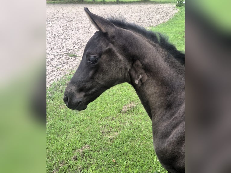 Duits sportpaard Merrie Veulen (05/2026) Zwartbruin in Friesack