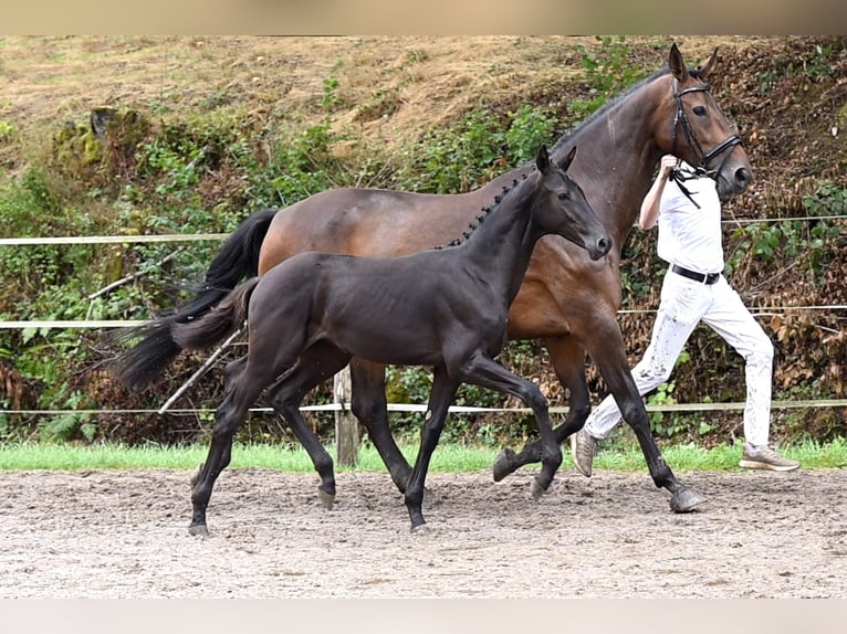 Duits sportpaard Merrie Veulen (03/2025) Zwartbruin in Niederstetten