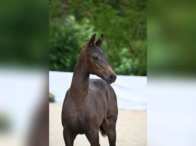 Duits sportpaard Merrie veulen (05/2024) Zwartbruin in Ostrach