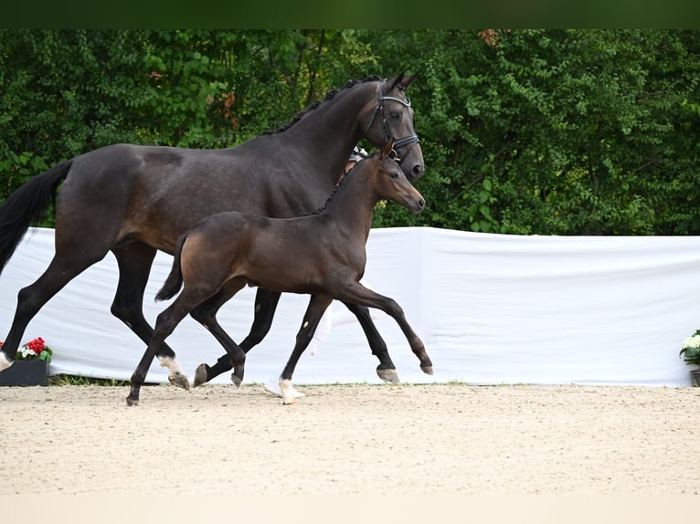 Duits sportpaard Merrie veulen (05/2024) Zwartbruin in Ostrach