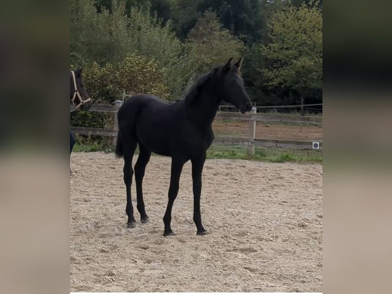Duits sportpaard Merrie Veulen (05/2026) Zwartbruin in Bad König