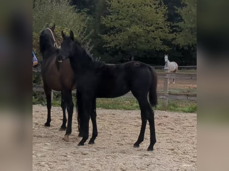 Duits sportpaard Merrie Veulen (05/2026) Zwartbruin in Bad König