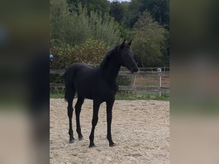Duits sportpaard Merrie Veulen (05/2026) Zwartbruin in Bad König