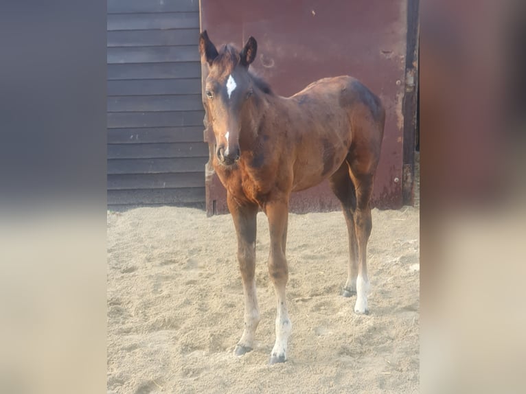 Duits sportpaard Merrie veulen (06/2024) Zwartbruin in Geithain