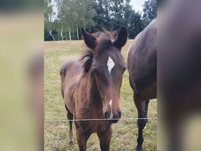 Duits sportpaard Merrie veulen (06/2024) Zwartbruin in Geithain