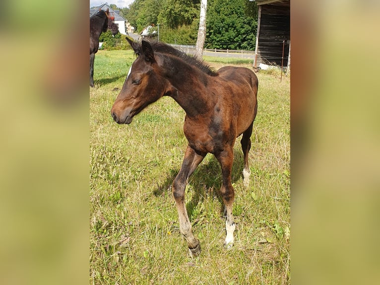 Duits sportpaard Merrie veulen (06/2024) Zwartbruin in Geithain