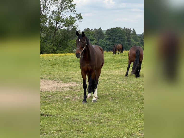 Duits sportpaard Ruin 10 Jaar 160 cm Bruin in Hallwang bei Salzburg