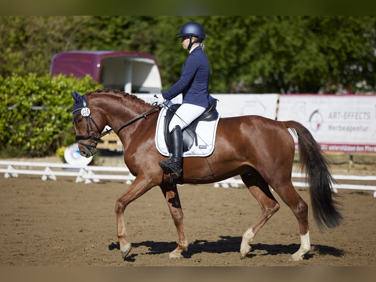 Duits sportpaard Ruin 10 Jaar 163 cm Vos in Bad Doberan