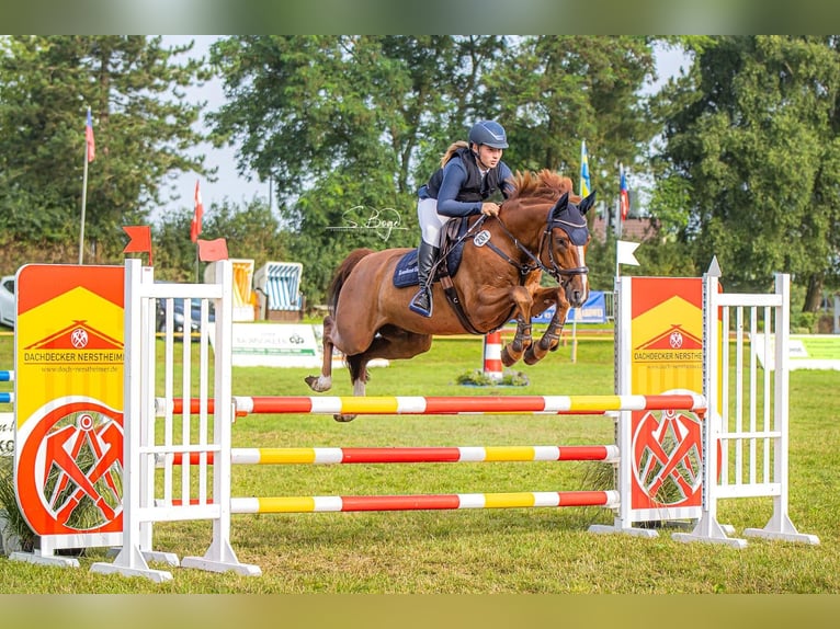 Duits sportpaard Ruin 10 Jaar 163 cm Vos in Bad Doberan