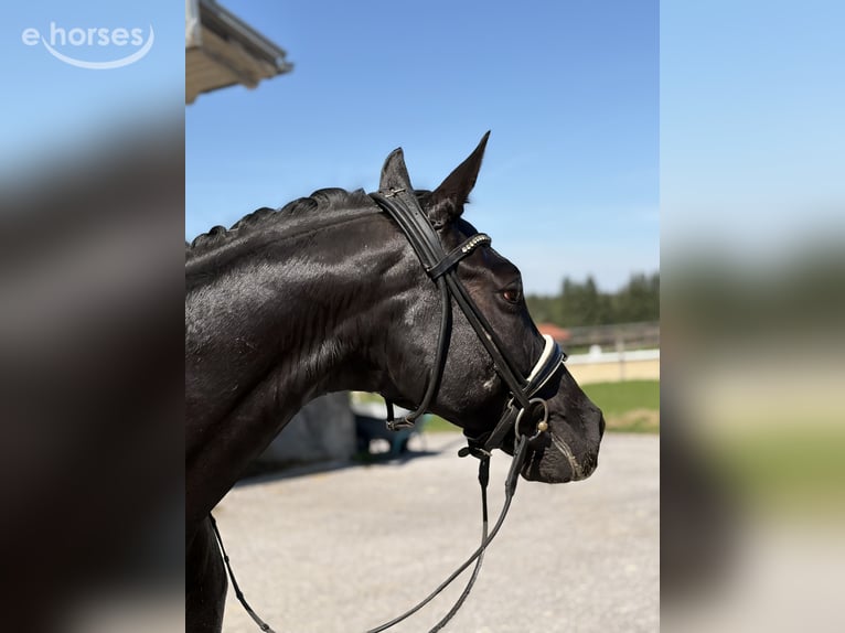 Duits sportpaard Ruin 10 Jaar 163 cm Zwart in Teisendorf
