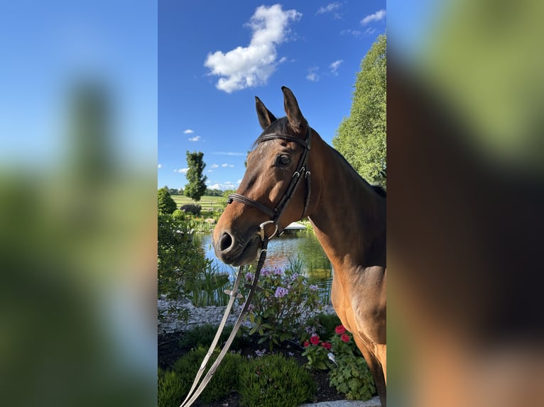 Duits sportpaard Ruin 10 Jaar 164 cm Bruin in Kandern