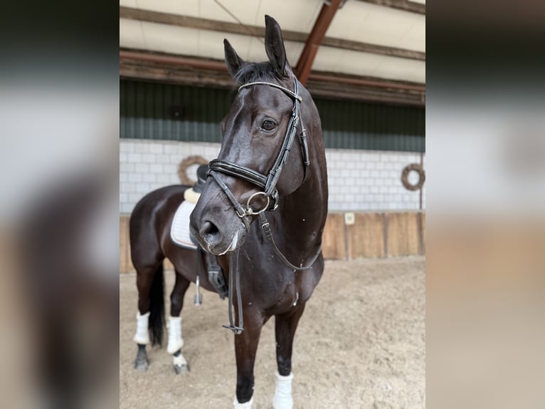 Duits sportpaard Ruin 10 Jaar 167 cm Zwart in Oud Gastel