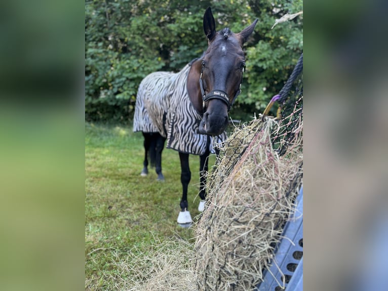 Duits sportpaard Ruin 10 Jaar 167 cm Zwartbruin in Kiefersfelden