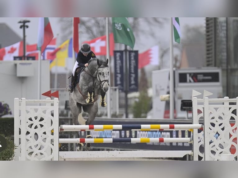 Duits sportpaard Ruin 10 Jaar 168 cm Appelschimmel in Emsdetten