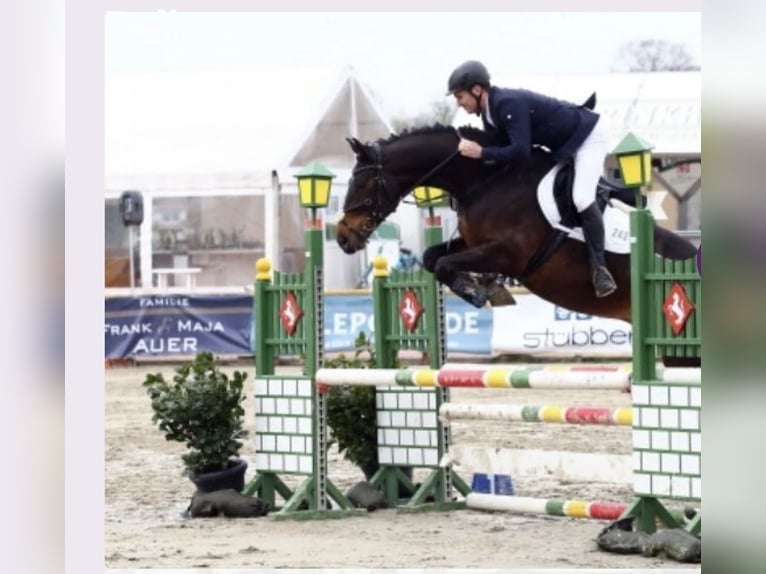 Duits sportpaard Ruin 10 Jaar 169 cm Donkerbruin in Weiterstadt