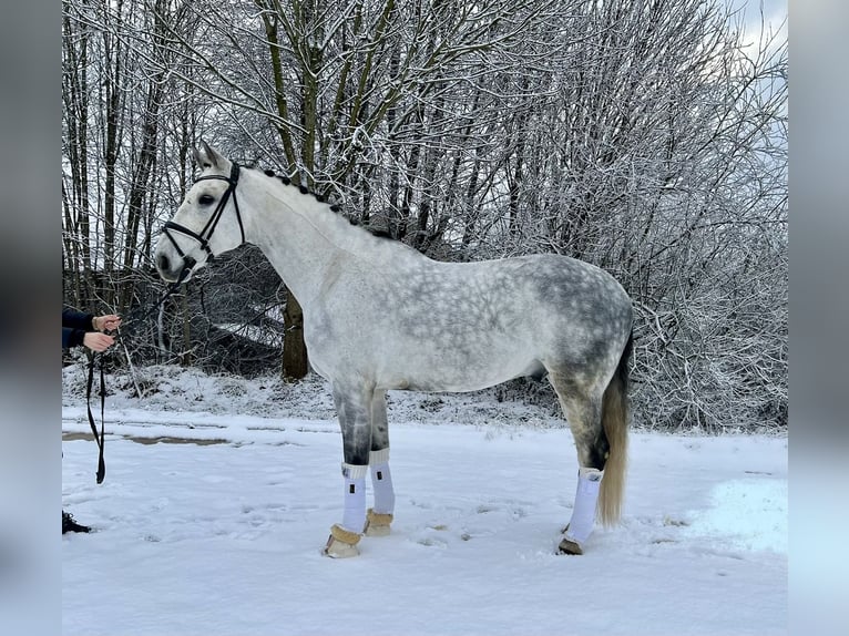 Duits sportpaard Ruin 10 Jaar 170 cm Appelschimmel in Schönthal