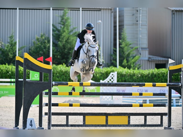 Duits sportpaard Ruin 10 Jaar 171 cm Schimmel in Villetoureix