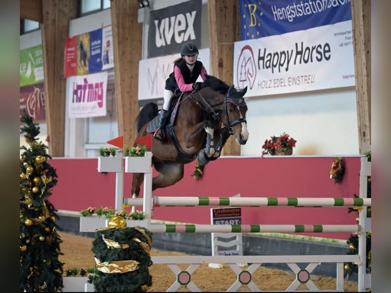 Duits sportpaard Ruin 10 Jaar 172 cm Bruin in Gyula