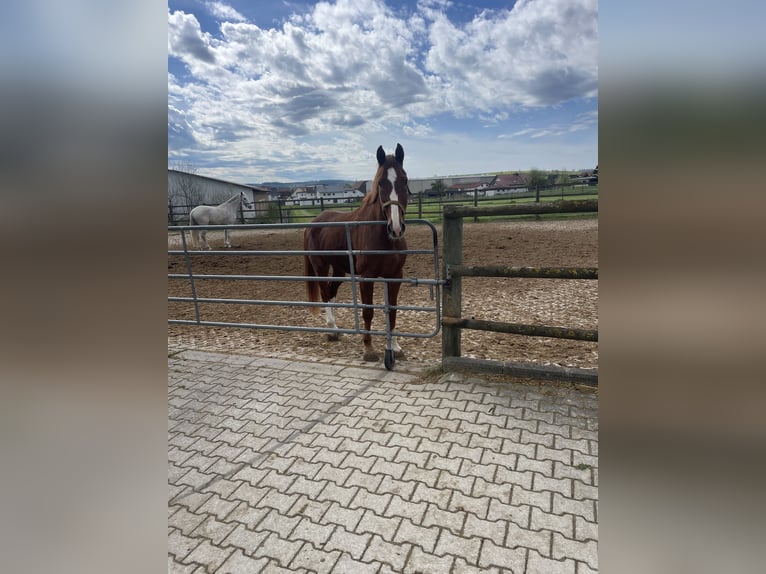 Duits sportpaard Ruin 10 Jaar 172 cm Vos in Uttenweiler