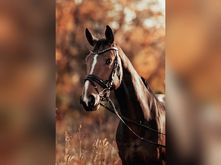 Duits sportpaard Ruin 10 Jaar 173 cm Bruin in Szklary Görne