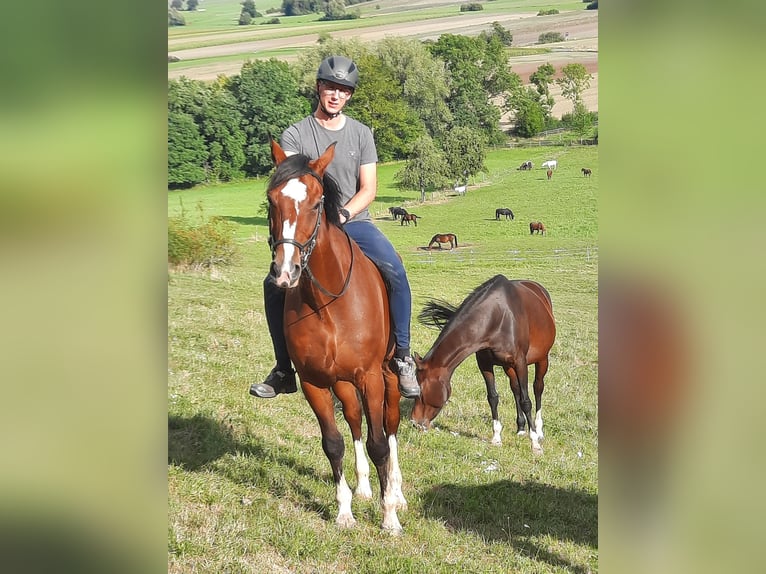 Duits sportpaard Ruin 10 Jaar 173 cm Bruin in Aurach