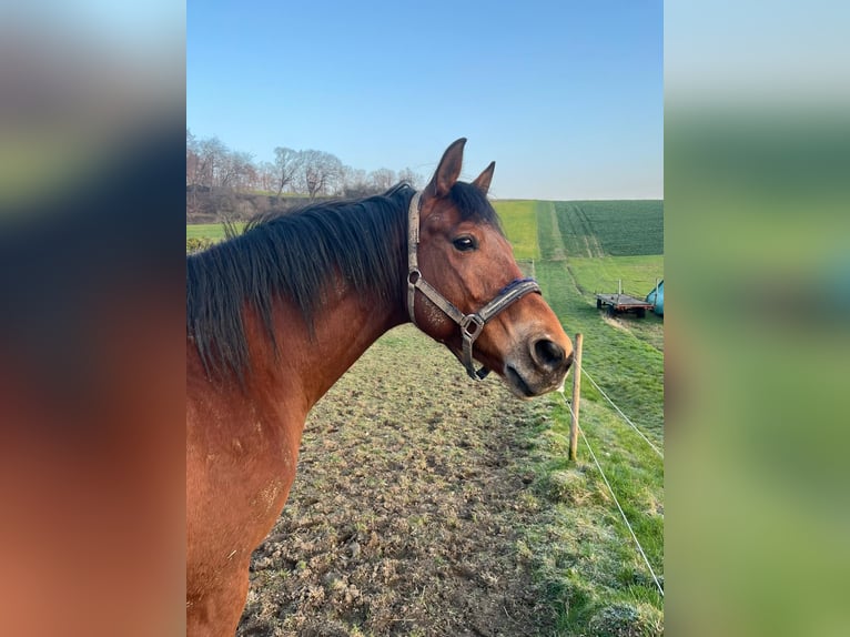 Duits sportpaard Ruin 10 Jaar 173 cm Bruin in Wassenach