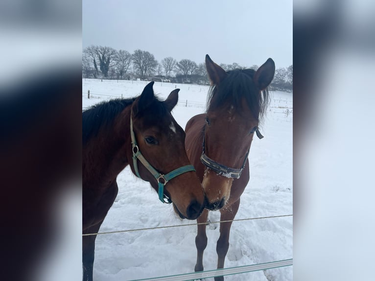 Duits sportpaard Ruin 10 Jaar 173 cm Bruin in Wassenach