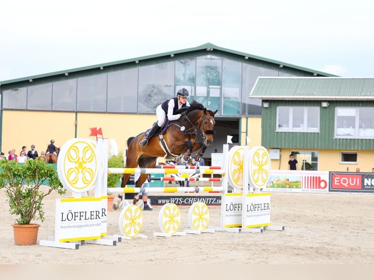 Duits sportpaard Ruin 10 Jaar 176 cm Bruin in Lengenfeld