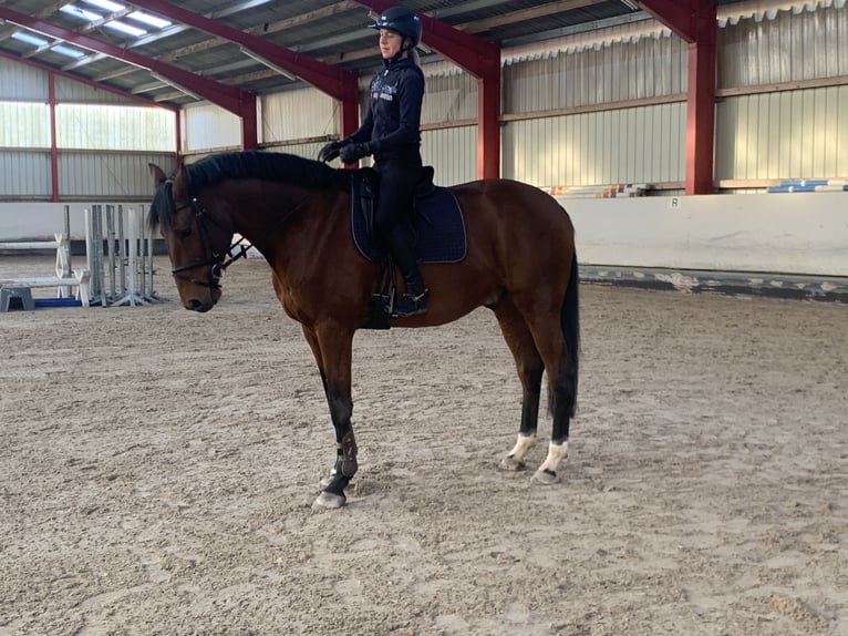 Duits sportpaard Ruin 10 Jaar 178 cm Bruin in Ebhausen