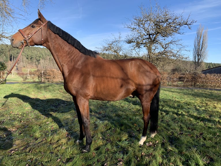 Duits sportpaard Ruin 10 Jaar 178 cm Bruin in Ebhausen
