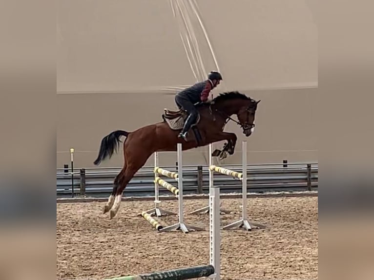 Duits sportpaard Ruin 10 Jaar 180 cm Bruin in Wangenheim