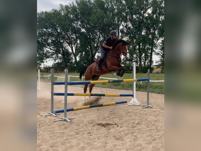 Duits sportpaard Ruin 10 Jaar 180 cm Bruin in Wangenheim