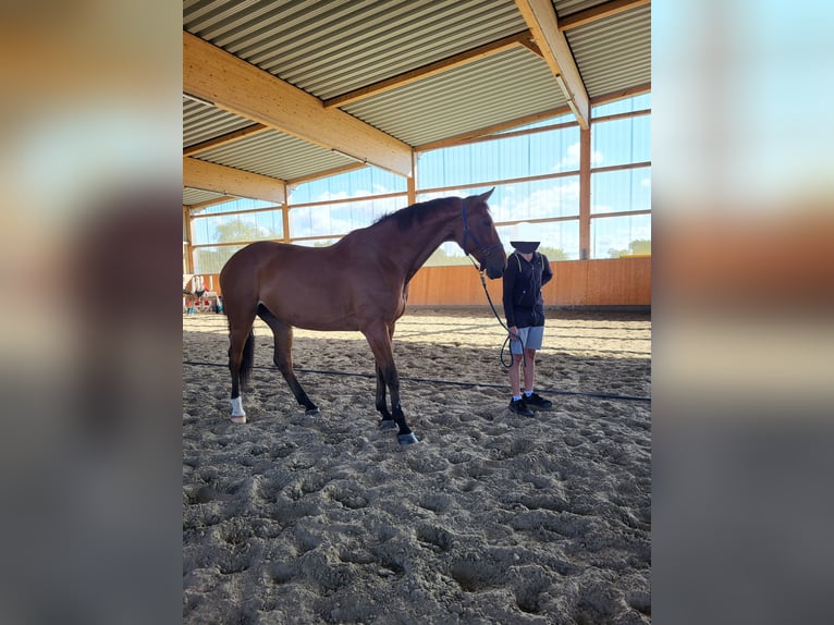 Duits sportpaard Ruin 10 Jaar 183 cm Bruin in Malchin